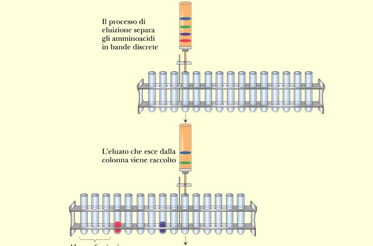 FASE 2: Il processo di separazione separa