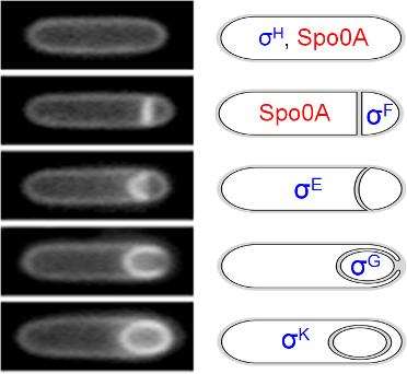 Fig. 2 Coupling of gene transcription and morphogenesis