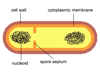 Endospore Cycle, Step 3 - Divisione del DNA - Attivazione di SpoOA - Sintesi del fattore sh (specifico per il primo gruppo di geni della sporulazione) -