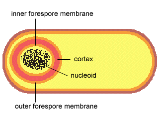 Endospore Cycle, Step 7 - Sintesi di GerE (proteina bindig del DNA).