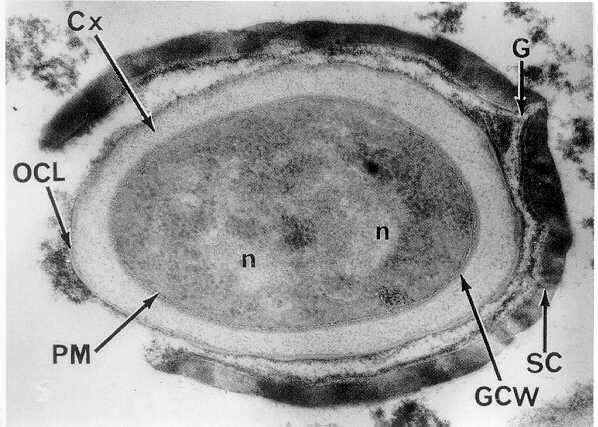 Gli involucri della spora batterica Dall esterno verso l interno: Esosporio: rivestimento superficiale sottile e delicato di natura fosfolipidica, simile alla membrana citoplasmatica.