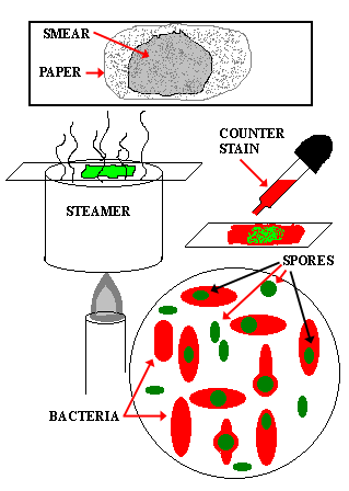 Colorazione della spora Si utilizza il calore abbinato a particolari colorazioni: es. Colorazione di Shäffer e Fulton: - stesura, essiccamento e fissazione del preparato - colorazione con sol.