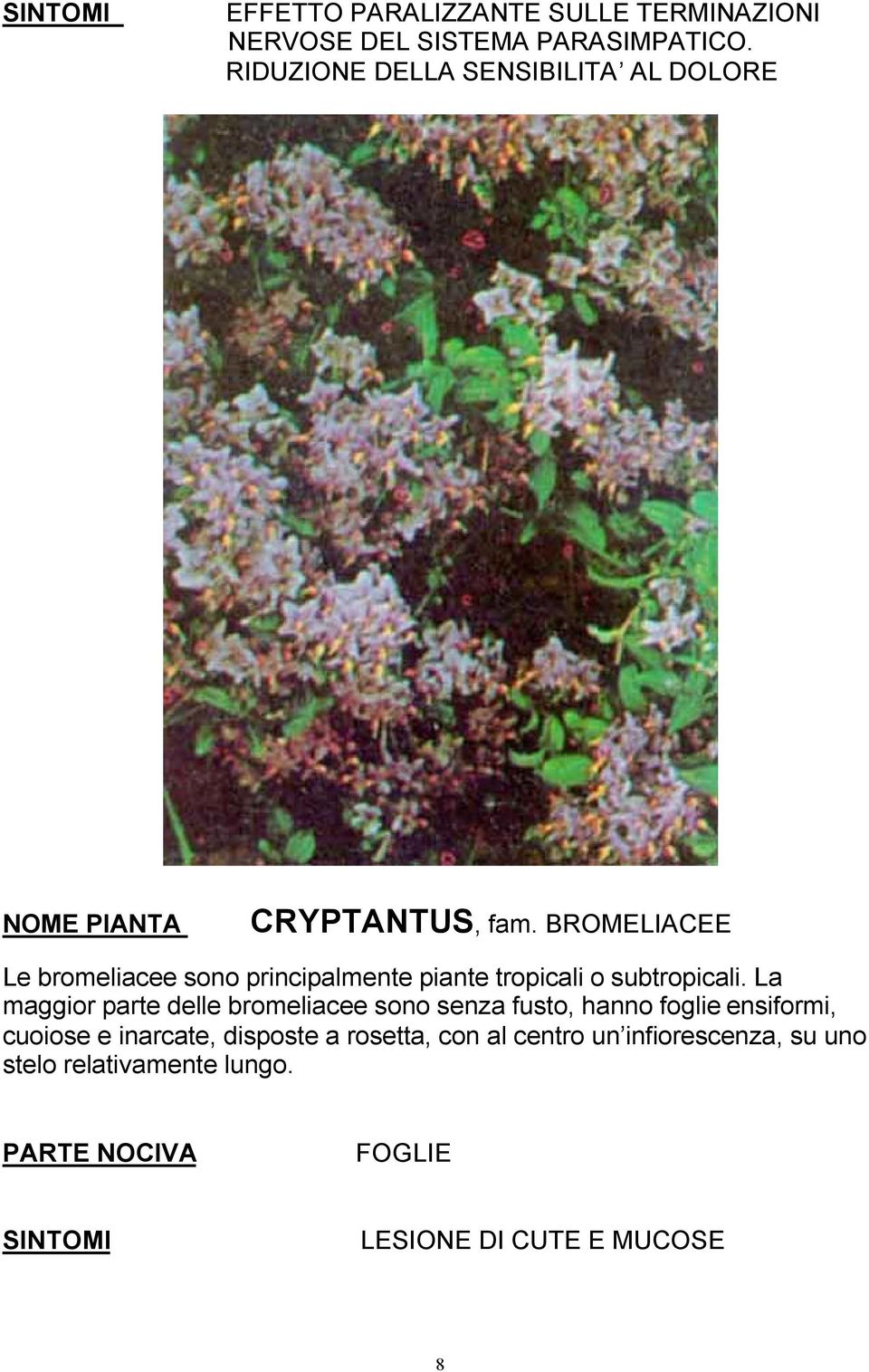 BROMELIACEE Le bromeliacee sono principalmente piante tropicali o subtropicali.