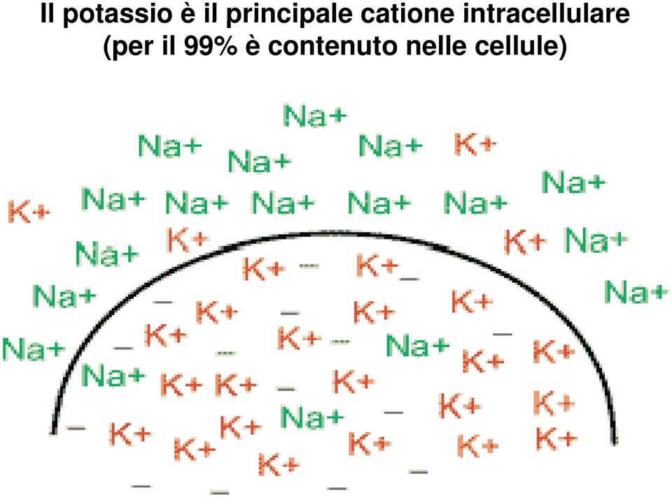 intracellulare (per il 99% è