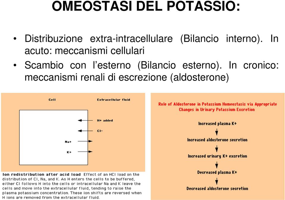 In acuto: meccanismi cellulari Scambio con l esterno