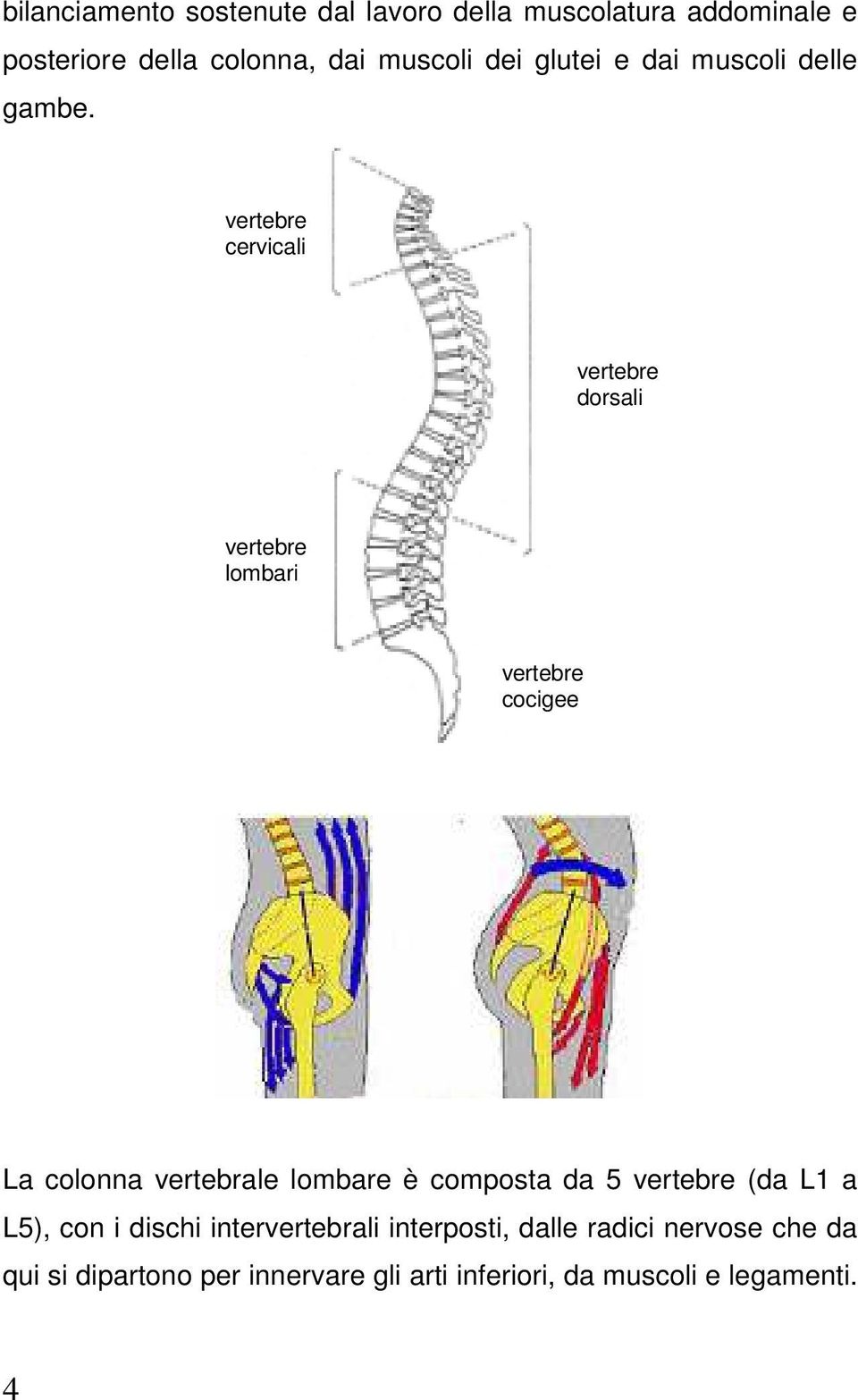 vertebre cervicali vertebre dorsali vertebre lombari vertebre cocigee La colonna vertebrale lombare è