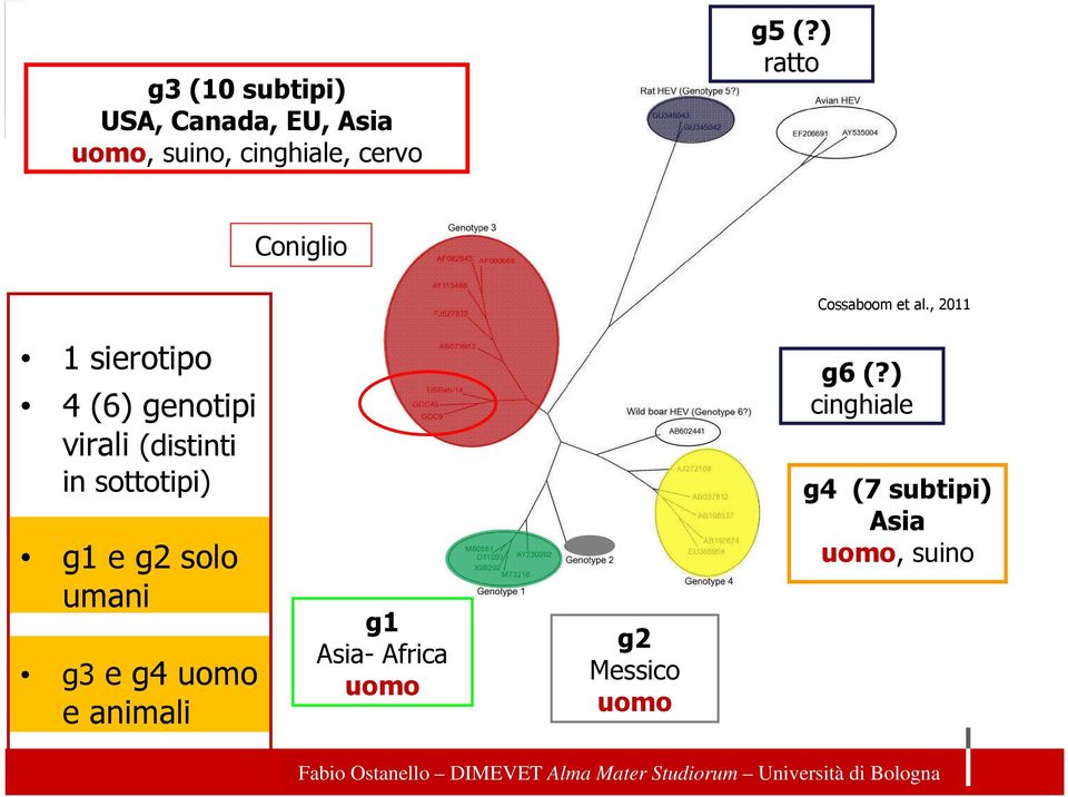 , 2011 1 sierotipo 4 (6) genotipi virali (distinti in sottotipi) g1 e g2