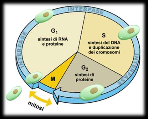 M: mitosi o cariocinesi (meno di 1h, visibile al microscopio) G1: preparazione (da 10 a 24 h) S: sintesi del DNA (circa 8 h, durata specifica per ogni tipo di cellula) G2: