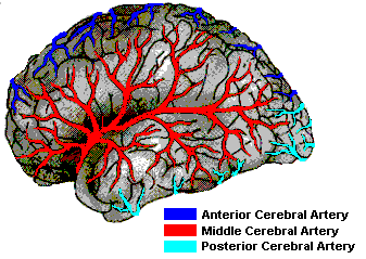 degenerative (es. mal. di Alzheimer).