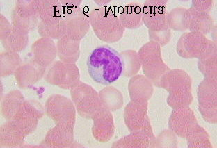 Il termine di granulociti è dovuto alla presenza di granuli nel loro citoplasma.