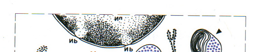 fosfolipidi di membrana per generare ac arachidonico, precursore dei leucotrieni) Funzione I basofili secernono sostanze anticoagulanti, vasodilatatrici come l'istamina e la