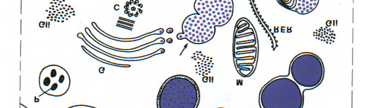 I basofili Caratteristiche generali Diametro 9-10 µm di diametro; Nucleo generalmente bi-trilobato coperto dai granuli.