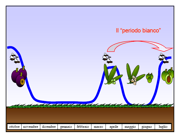 Da: Belcari A.