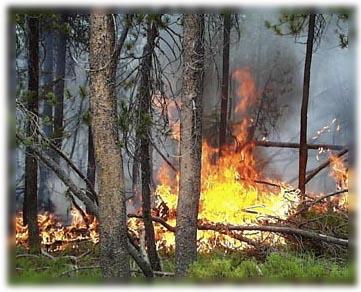 La vegetazione Aspetti che possono influenzare la ricettività e diffusione del fuoco b) La presenza sul terreno e la tipologia di necromassa indecomposta, lettiera accumulata, ramaglia, novellame