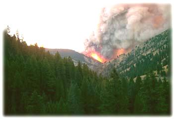 La vegetazione Aspetti che possono influenzare la ricettività e diffusione del fuoco c) Il grado di copertura e chiusura del bosco; la vegetazione forestale riduce l evaporazione all