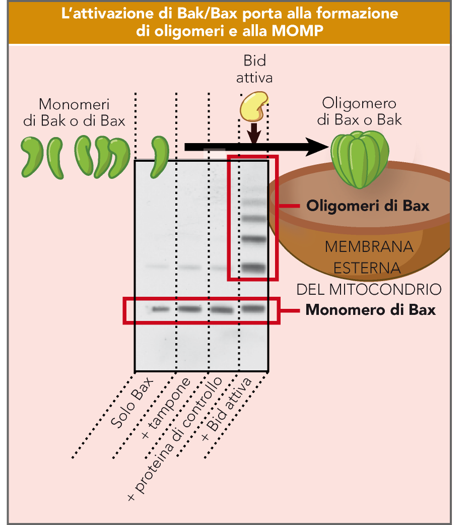 MOMP: Mitochondrial Outer Membrane Permeability Permeabilità della membrana esterna del mitocondrio Proteine
