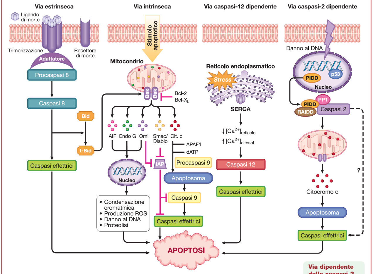 Alcune vie intrinseche di attivazione dell apoptosi iniziano dal Reticolo Endoplasmatico o dal Nucleo Stress del RE : Rilascio di
