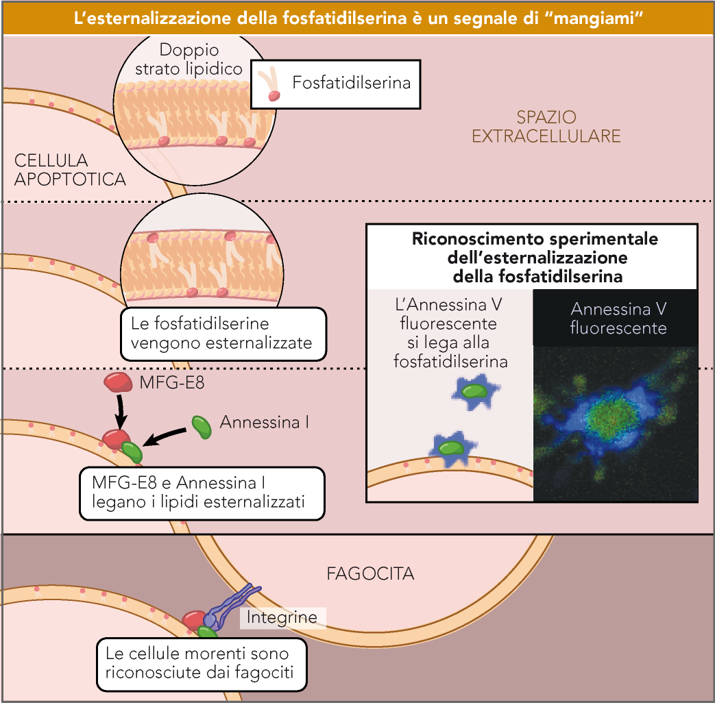 L esternalizzazione della fosfatidilserina è conseguenza dell inattivazione della traslocasi