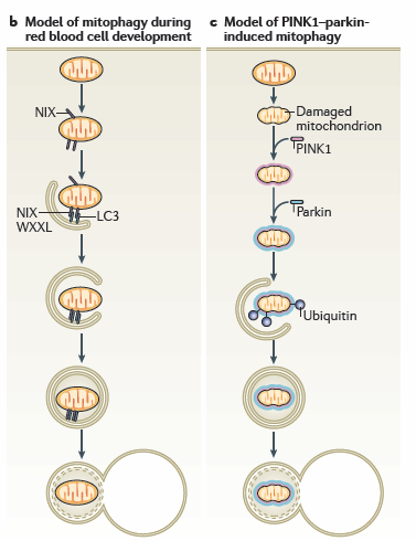 Autofagia e sviluppo - Rimozione mitocondri negli eritrociti - Rimozione mitocondri paterni nell uovo fecondato Autofagia e Patologia Difetti di autofagia sono