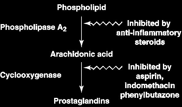 Prostaglandine Derivano da acido arachidonico via cicloossigenasi (COX) COX1 costitutivo, inibito da antiinfiammatori steroidei (cortisone) COX2 in risposta a mediatori dell infiammazione