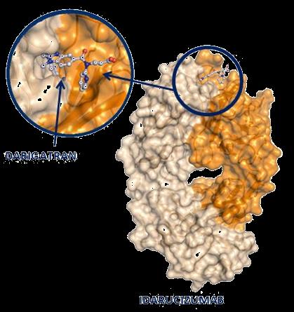 Idarucizumab was designed as a specific reversal agent for anticoagulant activity of dabigatran Humanized Fab fragment Binding affinity ~350 higher than dabigatran to thrombin Dabigatran No intrinsic