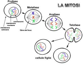La MITOSI è il processo di divisione cellulare con il