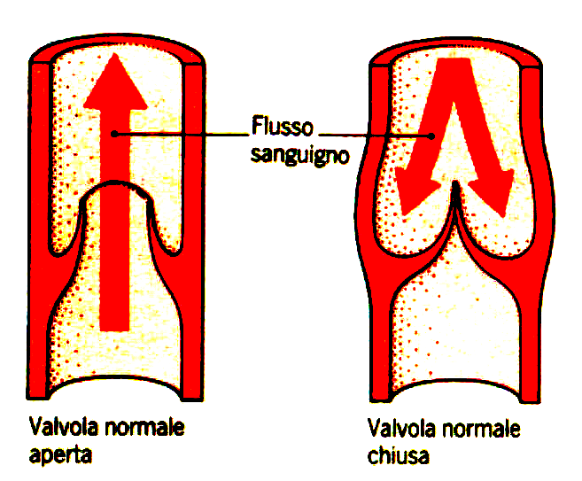 I vasi sanguigni hanno una struttura adattata alle loro funzioni Tutti i vasi hanno un rivestimento interno detto endotelio Sia le arterie, che le vene, hanno uno strato di muscolatura liscia per