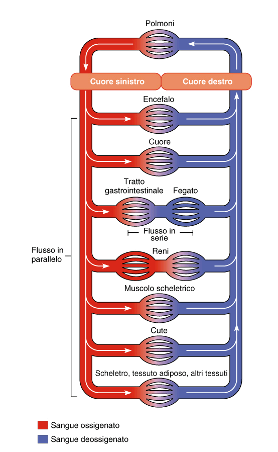 a) Regolare il flusso nei diversi letti capillari b)