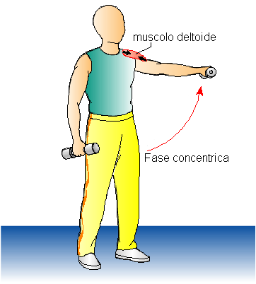 I regimi di contrazione Concentrico: il muscolo si