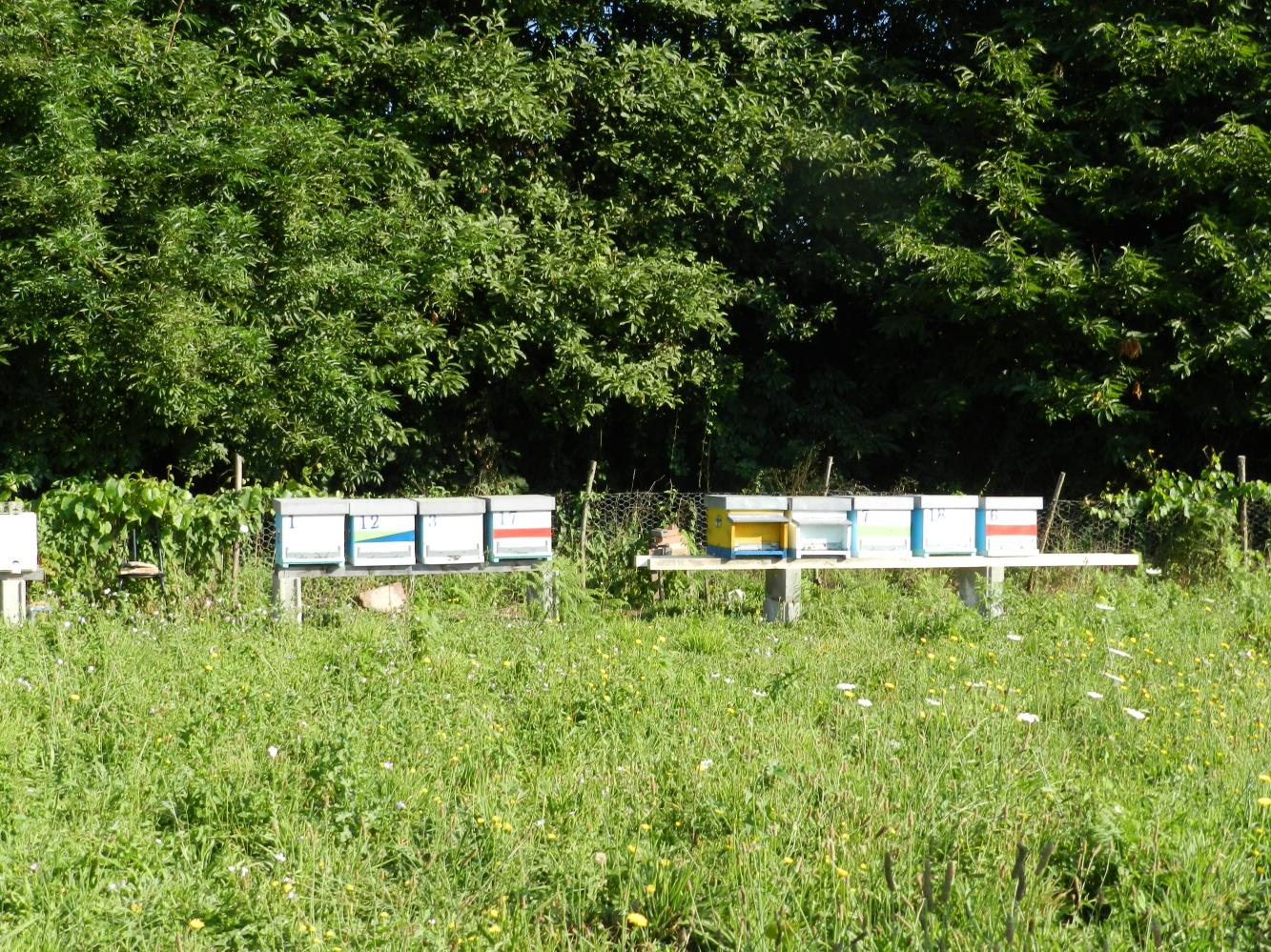 Anno 2014 3 apicoltori coinvolti 24 alveari per ogni apicoltore Totale