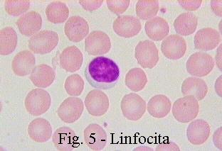 GRANULOCITI cellule con granuli SERIE BIANCA leucociti NEUTROFILI