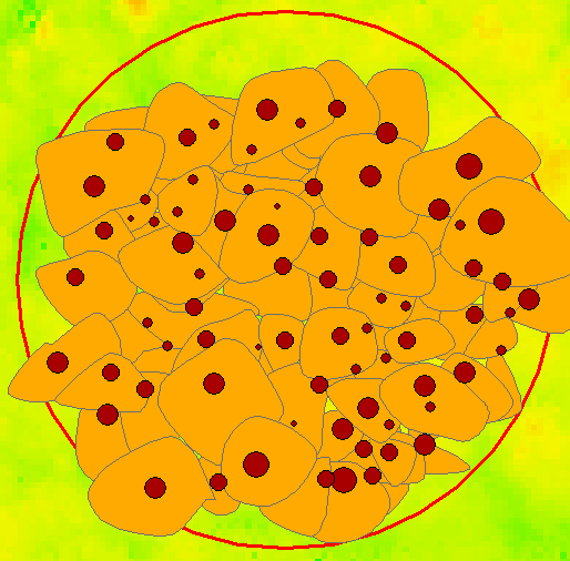 posizione delle ceppaie e diametri dei singoli polloni