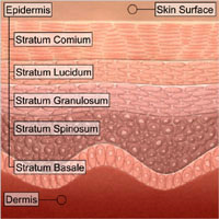 Descrizione della pelle La pelle consiste in due strati conosciuti come l'epidermide e il derma. L'epidermide, o lo strato esterno della pelle, funge da difesa primaria della pelle dall esterno.