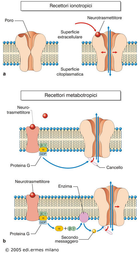 recettori ionotropi e metabotropici canale legando dipendente o recettore-canale direttamente