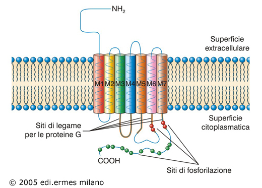 struttura recettore metabotropico 7 segmenti trasmembranari terminale aminico