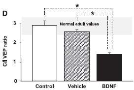 del sistema visivo è determinata da circuiti inibitori intracorticali Verifica che una maggior concentrazione di BDNF è legata alla plasticità