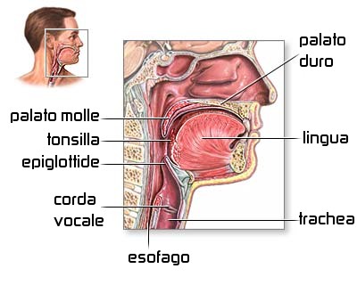 A - airway Valutare la pervietà delle vie aeree.