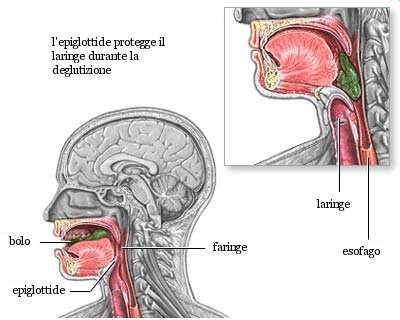 A - airway Adesso occorre sempre controllare la presenza di corpi estranei nel cavo orale (alimenti, denti, dentiera,...), e se possibile estrarli con l'uso del dito a uncino.