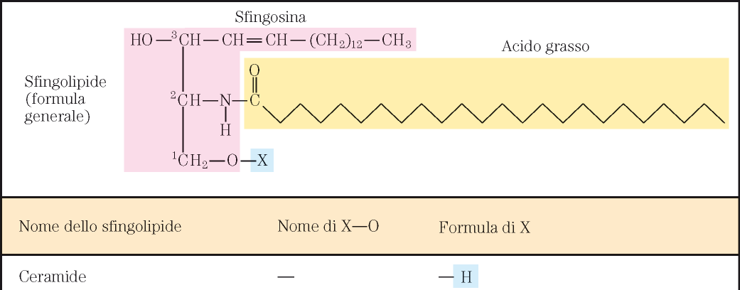 LA (omega-6) è costituente di Acil ceramide e Acil glucosil ceramide: sfingolipidi