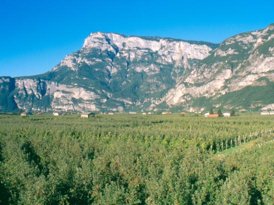 Le Alpi: un unico e fragile ecosistema Limite degli alberi