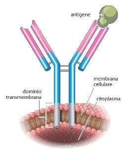 Immunità mediata da anticorpi L immunità mediata da anticorpi è un tipo di risposta detta umorale durante la quale