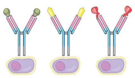 Ogni linfocita B possiede immunoglobuline specifiche per un determinato antigene.