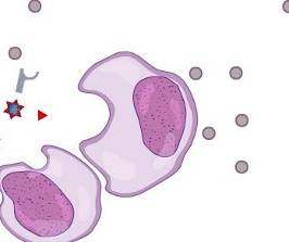In seguito al riconoscimento si ha l attivazione, la proliferazione e il differenziamento dei linfociti T citotossici da cui si hanno sia linfociti T citotossici attivi sia cellule della memoria,