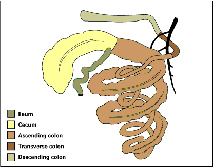 Dimensioni del tratto gastro-intestinale del suino adulto: Stomaco ph 2,0 capacità 7,5 litri