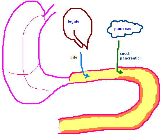 Il chimo (ph 2-3,5) entra nel duodeno e si mischia con le secrezioni biliari (ph 7,5), pancreatiche (ph > 8,2) e duodenali.