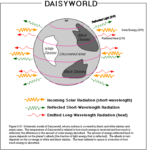 Il modello DaisyWorld Immaginiamo un mondo in cui ci siano solo due tipi di popolazione, margherite bianche e margherite nere. Le prime hanno una albedo molto alta, mentre le seconde la hanno bassa.