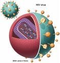Fuori dal Corpo il Virus dell HIV non sopravvive?