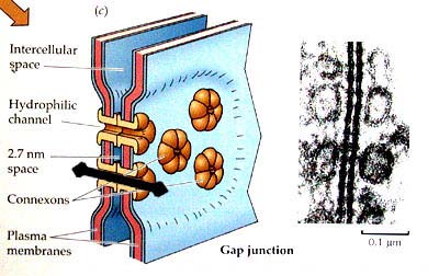 L induzione nelle interazione juxtacrine Le caderine sono molecole della adesione cellulare Le connessina forma le gap junctions Le