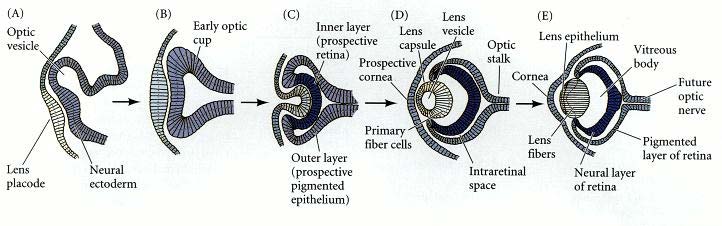 Un esempio di induzione Induzione della formazione della lente (Stadio di neurula in Anfibio) La