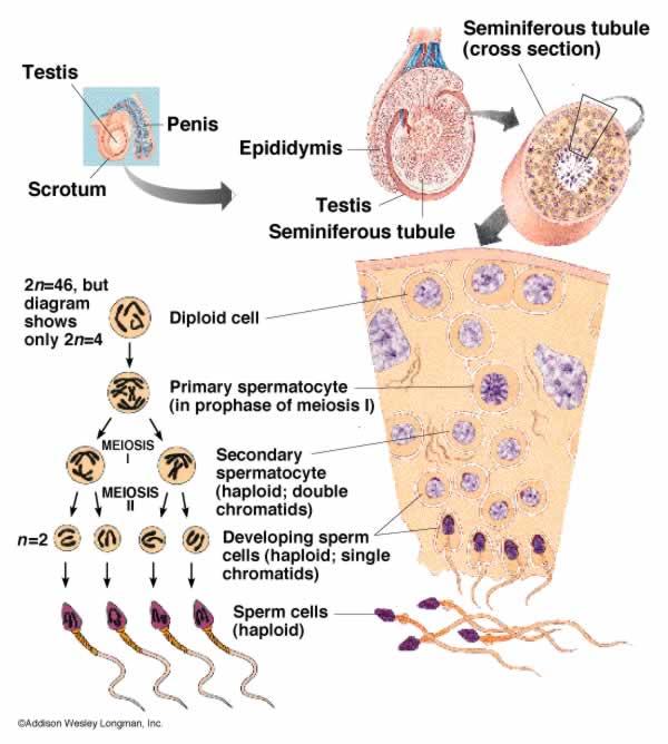 B) Cellula diploide. sono tutte le altre cellule, ad esempio quelle tessutali che abbiamo visto poco a coinvolte nella mitosi del continuo turnover cellulare dell organismo.